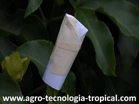 las abejas en la parchita